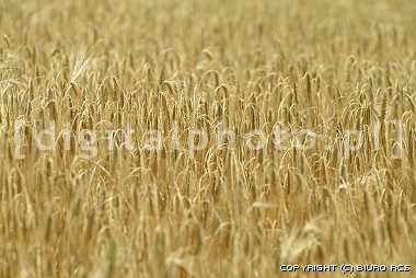 Fields pictures