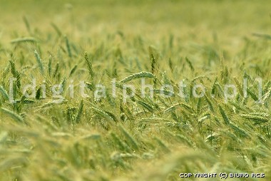Billede i wheat