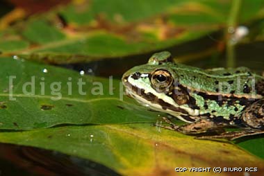 Frogs photos, nature photography