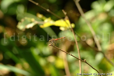 Immagine della libellula