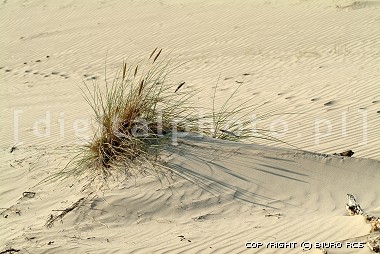 Paysages, Dunes