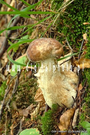 Matsvampar, svampar i trt