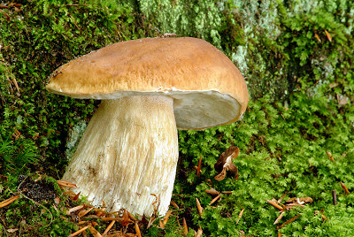 Cep, edible mushrooms