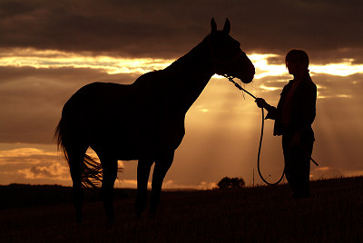 Hest - solnedgang
