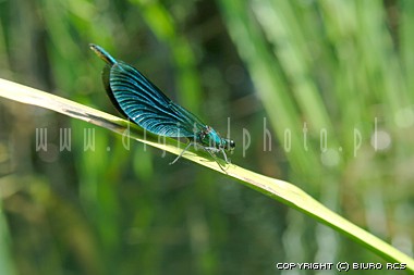 Immagini della libellula