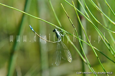 Foto della libellula