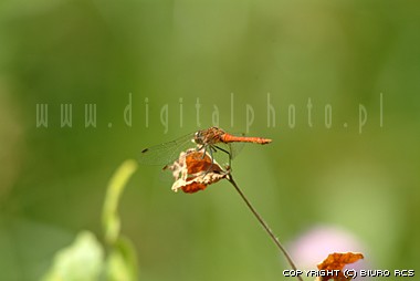 Immagine della libellula