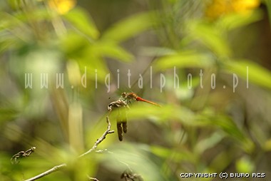 Dragonfly pictures