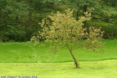 Apple-tree