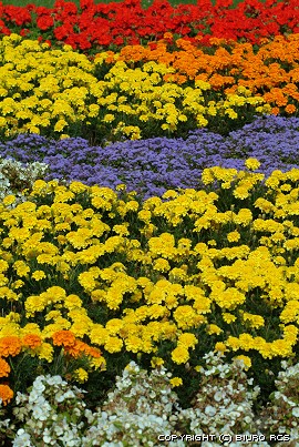 Photos: Colourful flowers