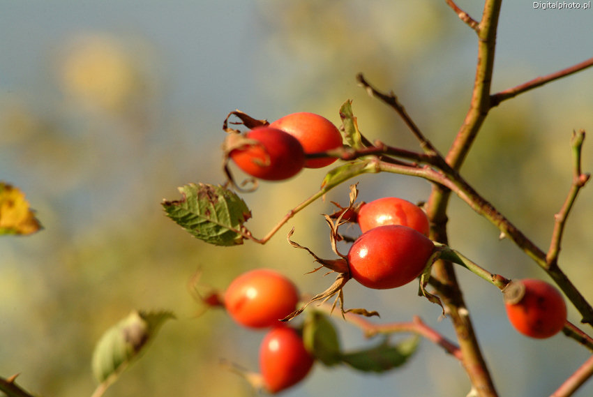 Rosier des Chiens, fruits. Image d'automne