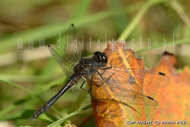 Dragonfly Insekter