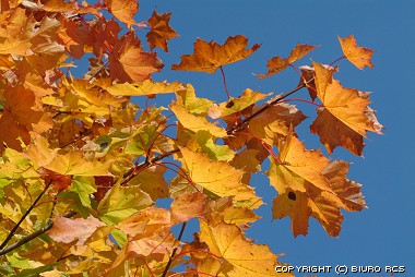 Images d'automne - colores pousse des feuilles