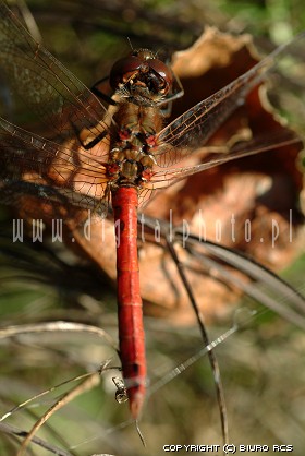 Photo of dragon-fly