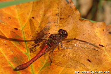 Dragonfly makro