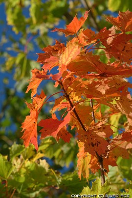 color pousse des feuilles - l'automne