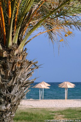 rbol de palma de Dactyl en la playa en Tnez