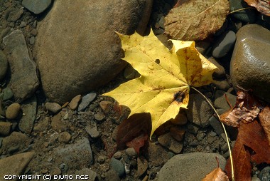 Pictures of nature: Yellow leaf