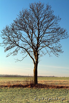 Drzewo bez lici - grudzie