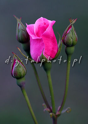Photos: Flowers - Rose