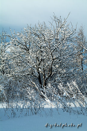 Fotografa de la naturaleza - rbol - invierno