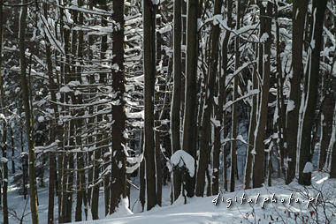 Paysages d'hiver - forêt