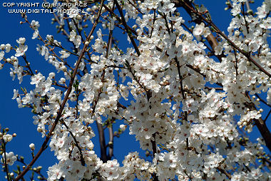 Primavera - fotos - flores