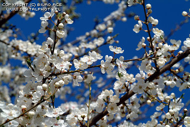 Foto della primavera - alberi in fiore