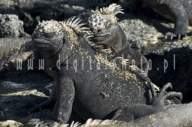 Iguana marina, las Islas Galpagos