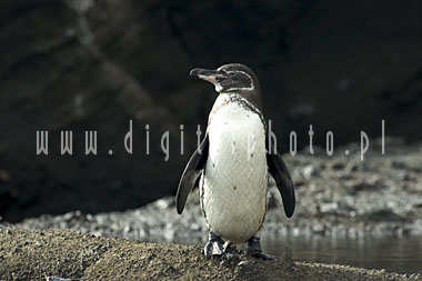 Pingouins de Galapagos