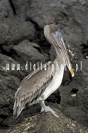 Pelican, islas de las Islas Galpagos