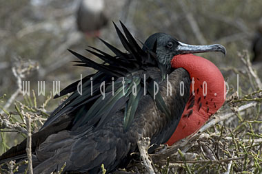 Frigatebird magnifico - uccelli delle isole di Galapagos