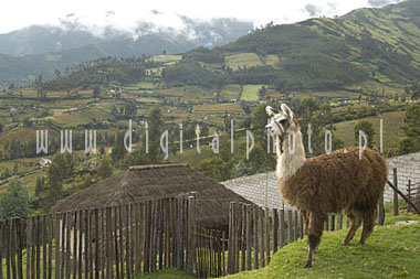 Ekwador - Widoki - Lama