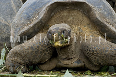 Tortoise del Galapagos