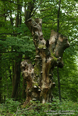 Forhenværende træ, billeder i skov