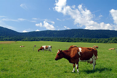Photographie de vache