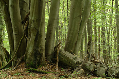 Natur billeder skov, træerne