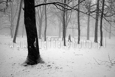 Zima, Park (fotografia czarno - biaa)