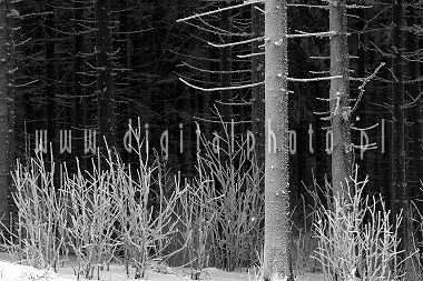 Vinter foto, Trær svart/hvitt-#