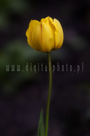 Tulipn amarillo
