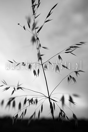 Oat (black and white photography)
