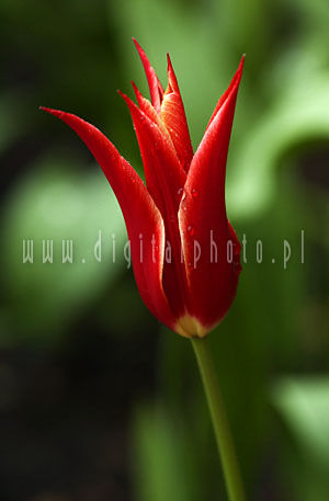 Tulipano - fiori