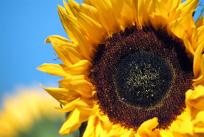 Flowers photos - Sunflowers