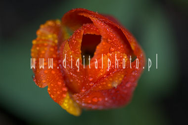 Tulipa rosso