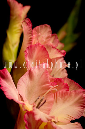 Flowers photography, flowers