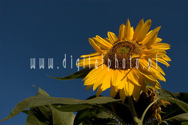 Sunflowers photos, flowers