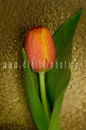 Tulipan foto, blomster