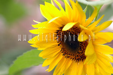 Photos of flowers, Sunflowers