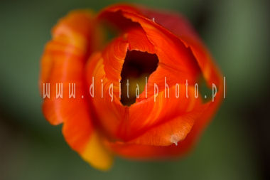 Photos of tulips, flowers