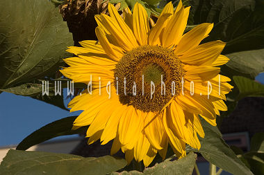 Sonecznik - fotografia cyfrowa, kwiaty